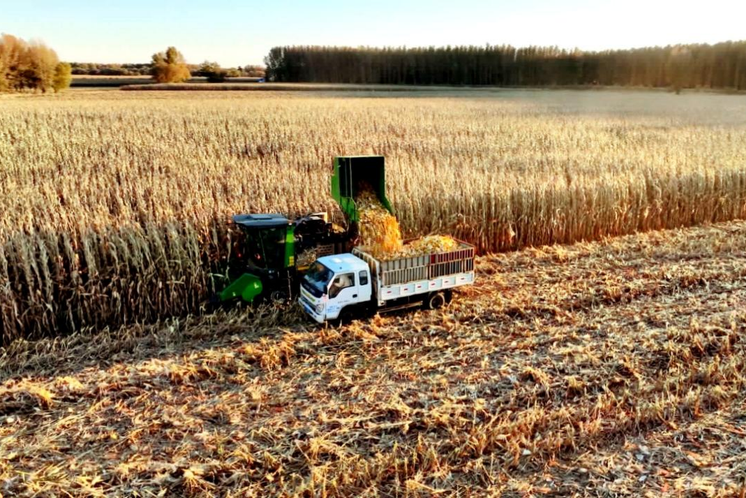 1766044501759578.png 图片3.png