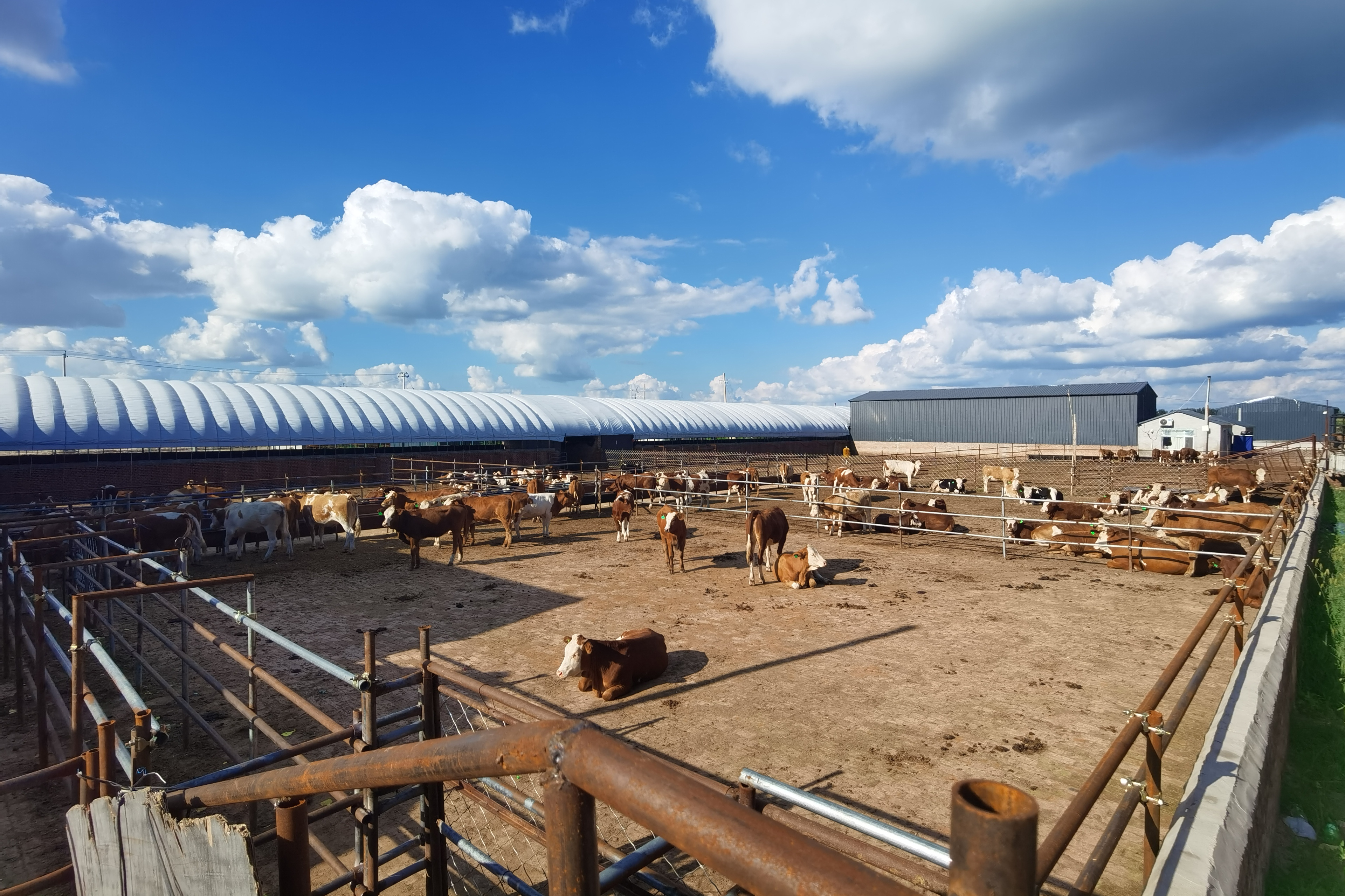 旭光嘎查“牛公寓”饲养的肉牛（刘畅 摄）_副本.jpg