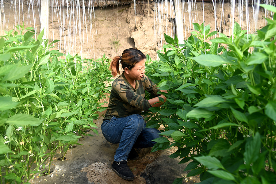 1767514647947939.jpg 发区河西镇二号村温室大棚。.JPG