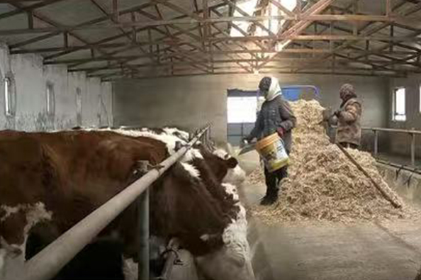 1768977091274714.jpg 33.jpg