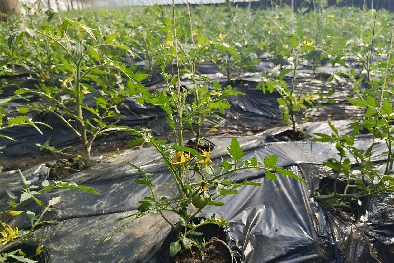 1774145109808368.jpg 图片2_副本.jpg