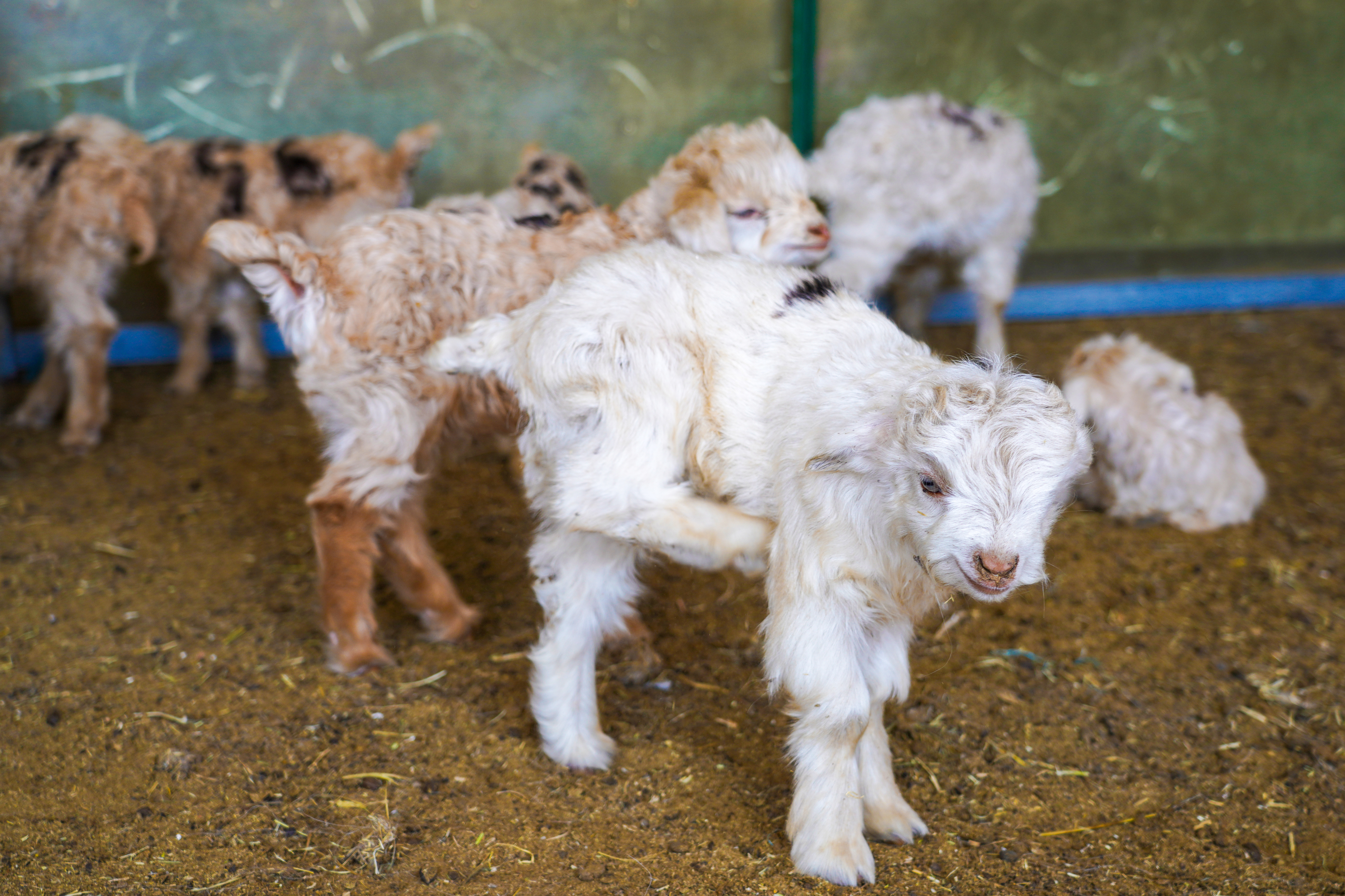 1774493684141887.jpg 春到扎鲁特 接羔保育忙.王呼斯冷 青格乐 佳佳 赛音巴图 (2).JPG