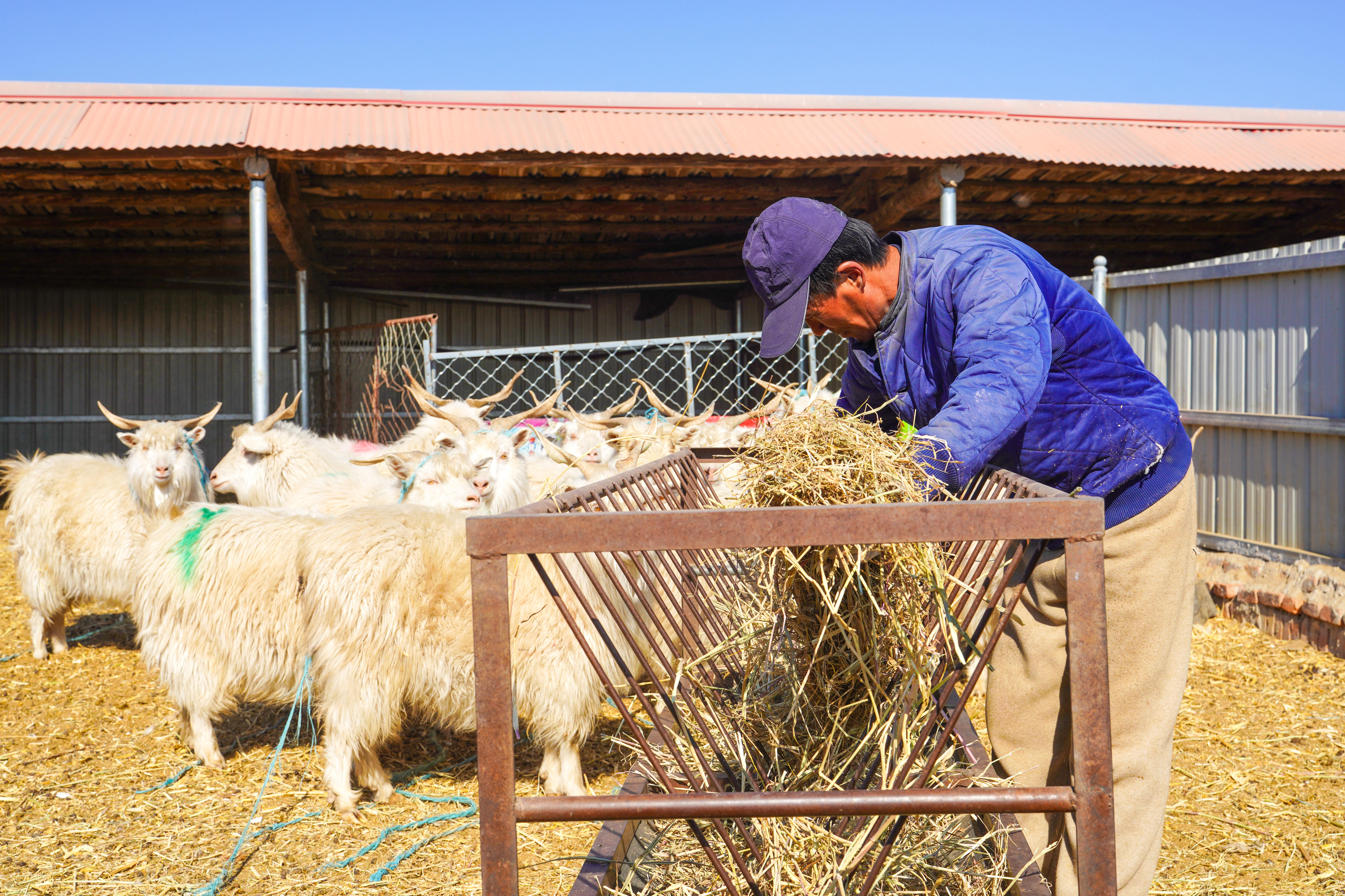 1774493563957444.jpg 春到扎鲁特 接羔保育忙.王呼斯冷 青格乐 佳佳 赛音巴图 (4).JPG