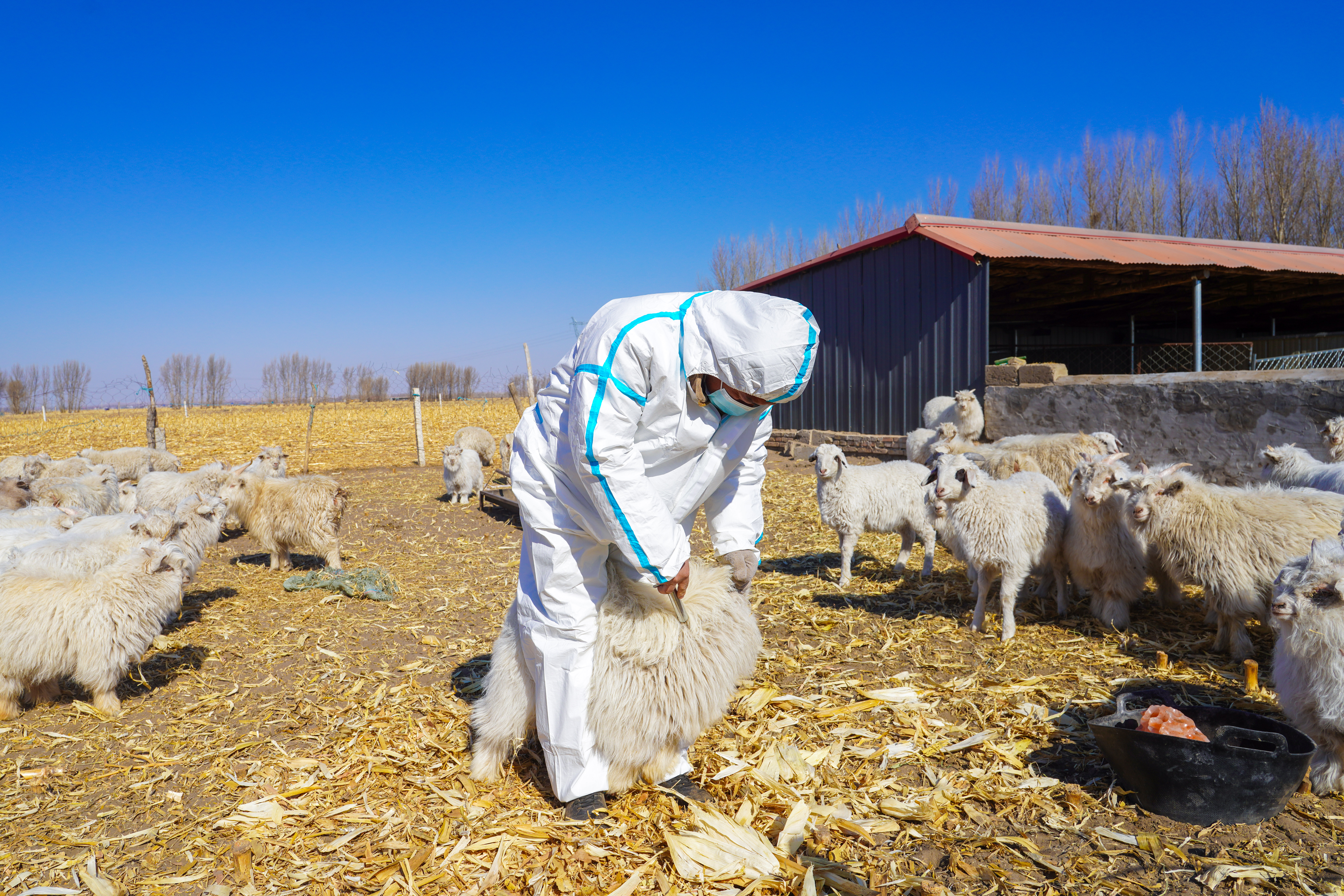 1774493651892144.jpg 春到扎鲁特 接羔保育忙.王呼斯冷 青格乐 佳佳 赛音巴图 (3).JPG