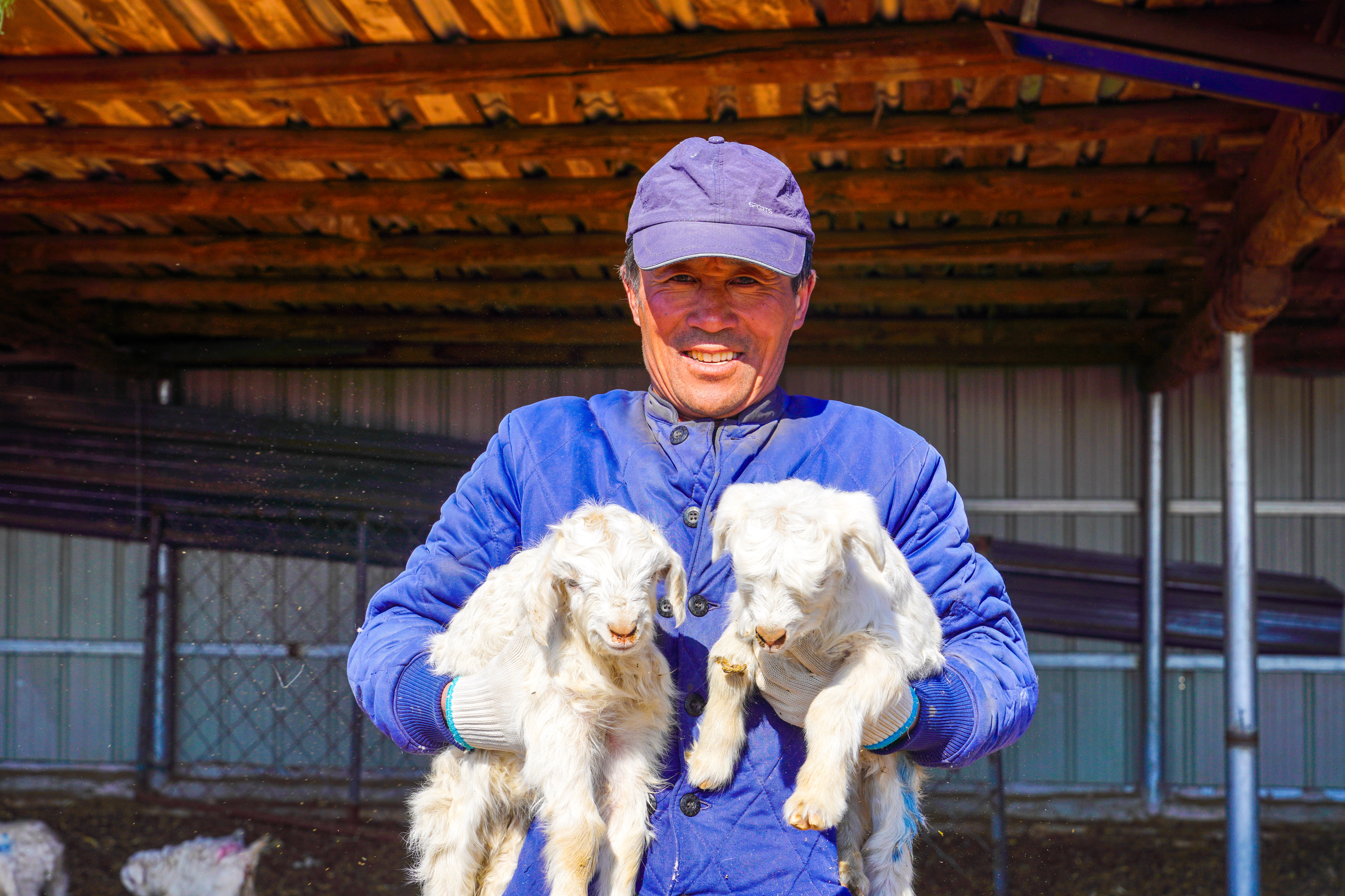 1774493666924248.jpg 春到扎鲁特 接羔保育忙.王呼斯冷 青格乐 佳佳 赛音巴图 (5).JPG