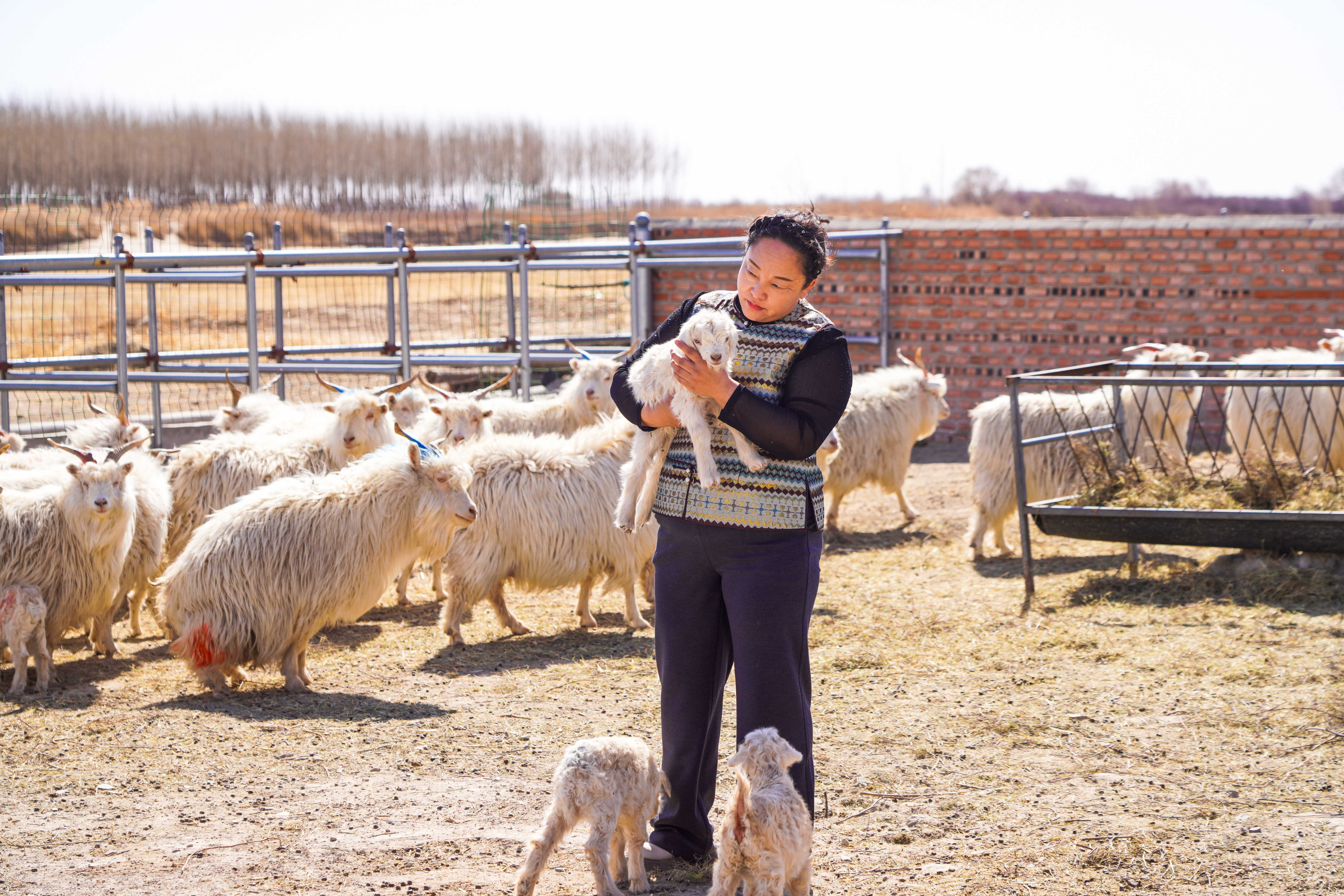 1774493625226734.jpg 春到扎鲁特 接羔保育忙.王呼斯冷 青格乐 佳佳 赛音巴图 (1).JPG