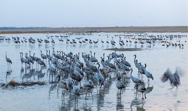 西辽河上候鸟栖息。张珠海摄