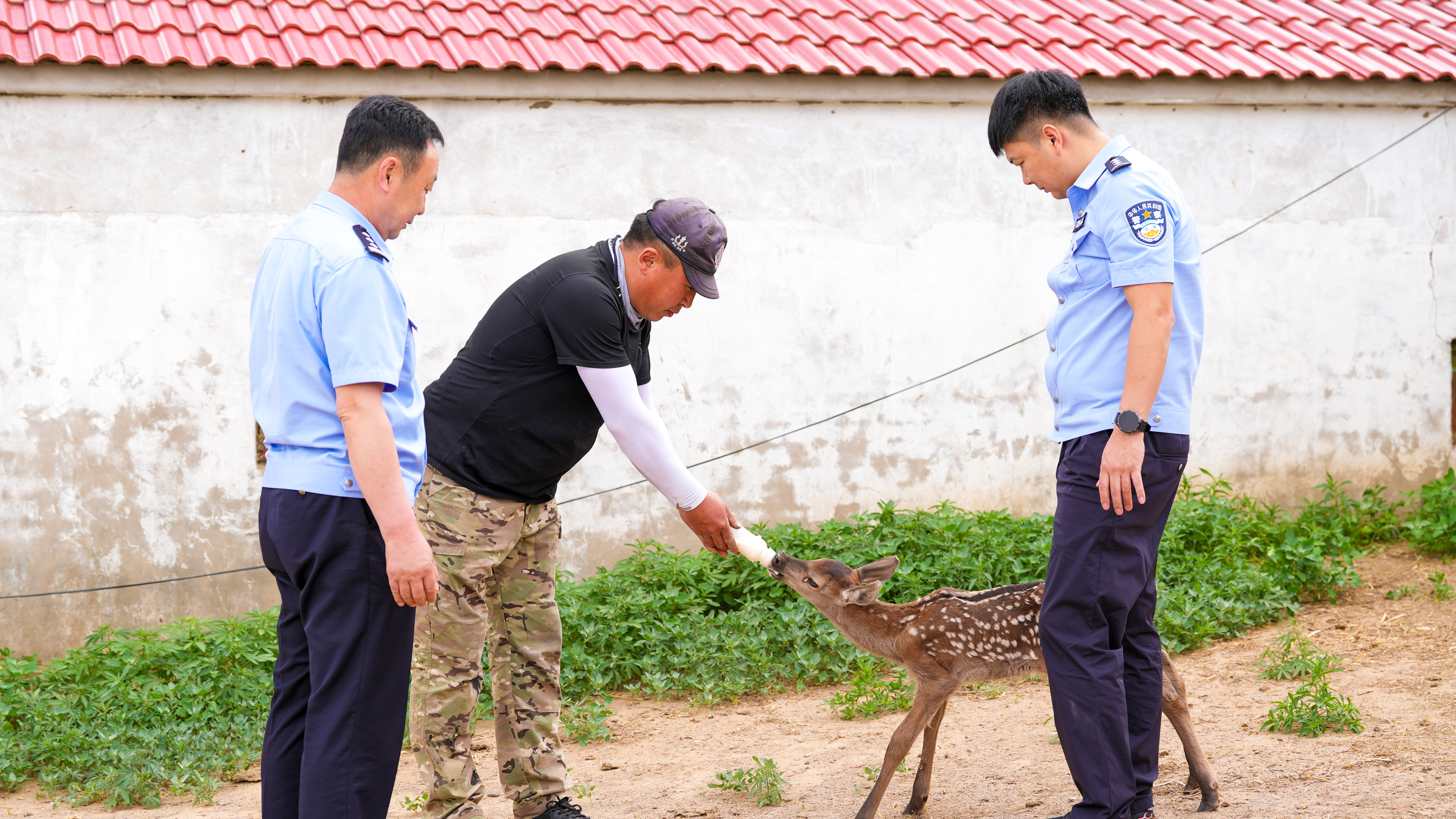 公安民警到场实地查看小鹿救助近况，对接后续野生动物管护相关事宜。.JPG